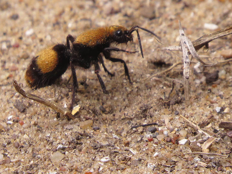 The Velvet Ant, also known as the "Cow Killer" because of its powerful sting.