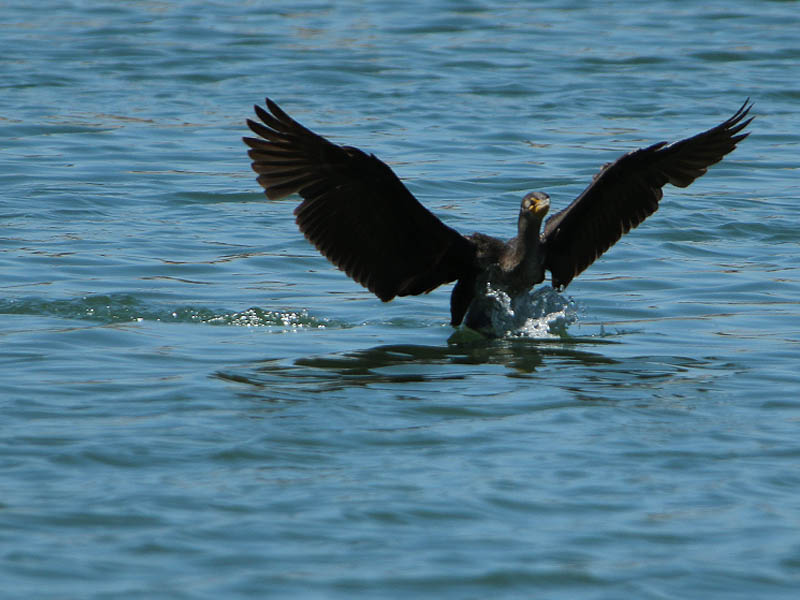 A Double-crested Cormorant comes in for a landing.