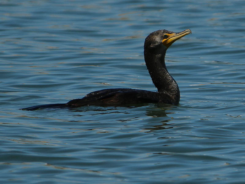 The cormorant stayed on the water for only a short time...