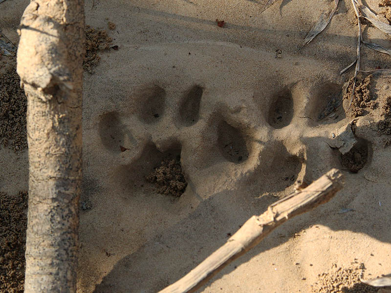Bobcat tracks.
