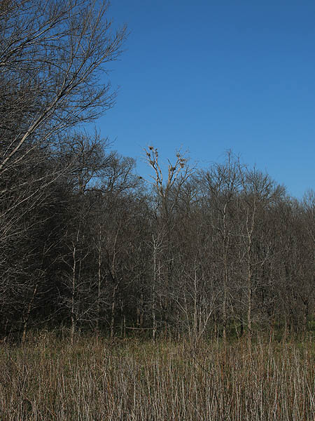 The heron rookery is located in the tall tree far off in the distance.