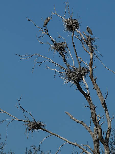 The heron in the nest at the top of this photograph appears to be incubating eggs.