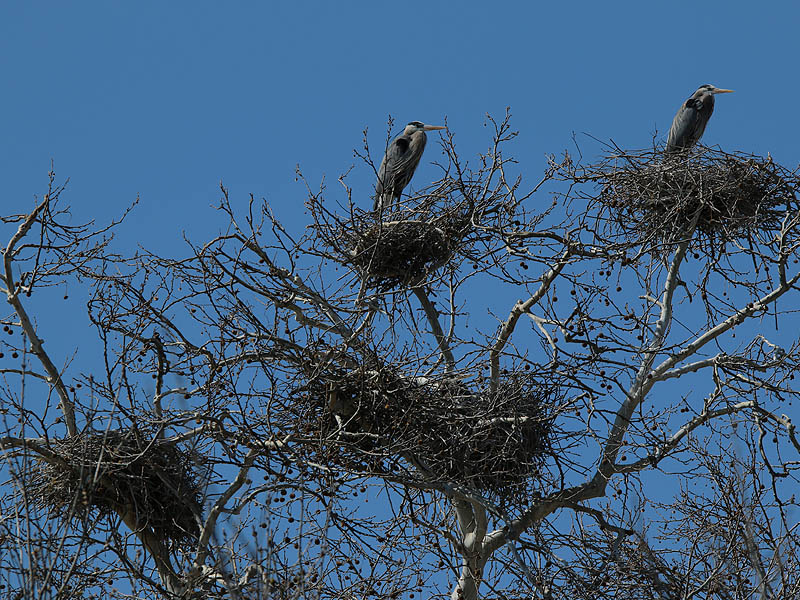 These two herons have claimed the nests at the top of the tree.