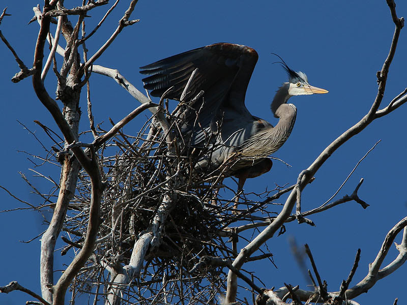 This heron is on guard and prepared to defend his chosen nest site.