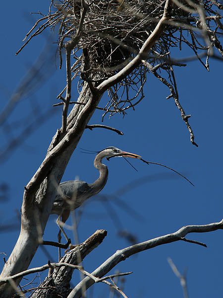 This heron is carrying new nesting material.
