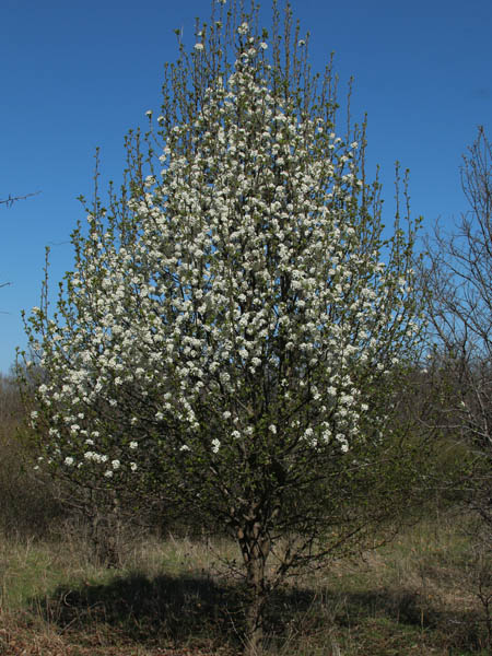 A tree covered in white blossoms.