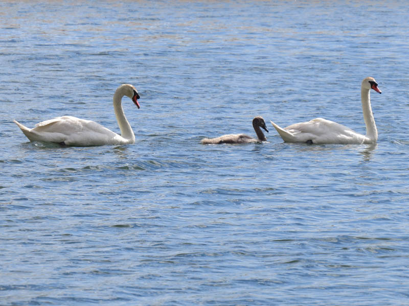 The swan family is doing just great this week.