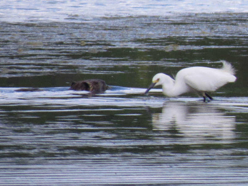 A Snowy Egret and a Nutria.