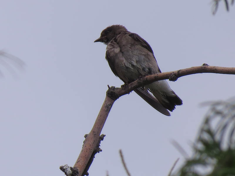 A Northern Rough-winged Swallow.