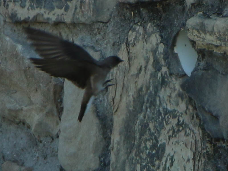 A Northern Rough-winged Swallow approaching her nest.