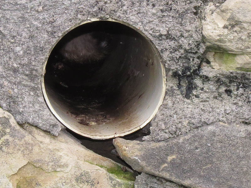 The nest is located very far inside the pipe.