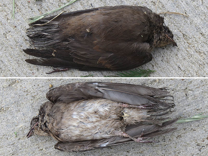 A deceased baby Northern Rough-winged Swallow.