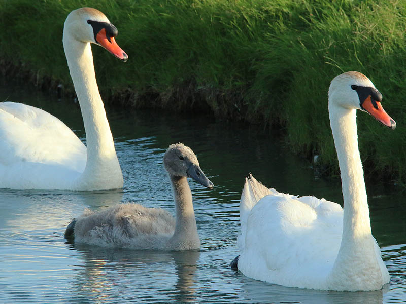 The handsome swan family.