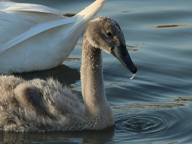 The cygnet seems to be growing at an accelerated rate.