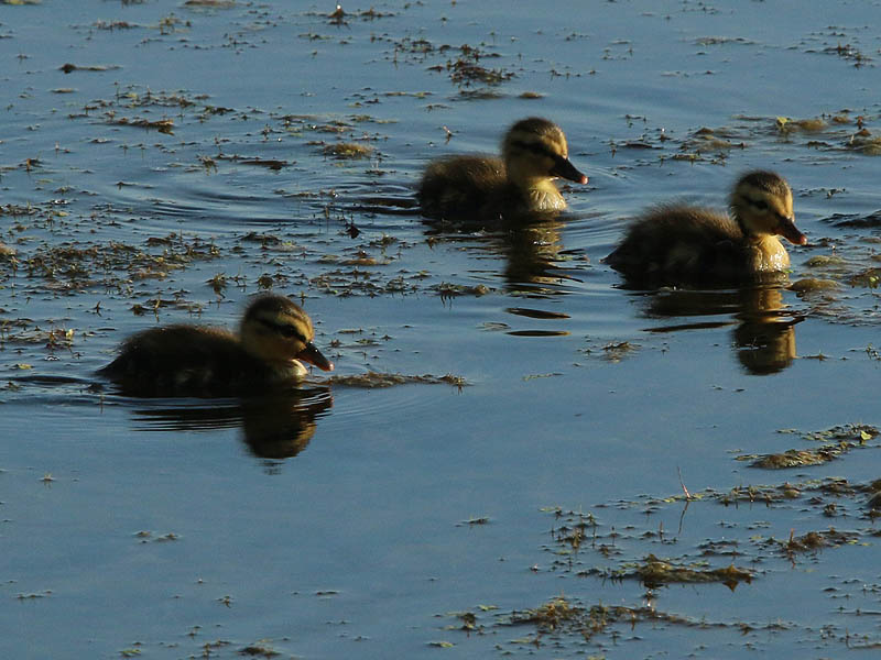 Mallard ducklings swimming through shallow water.
