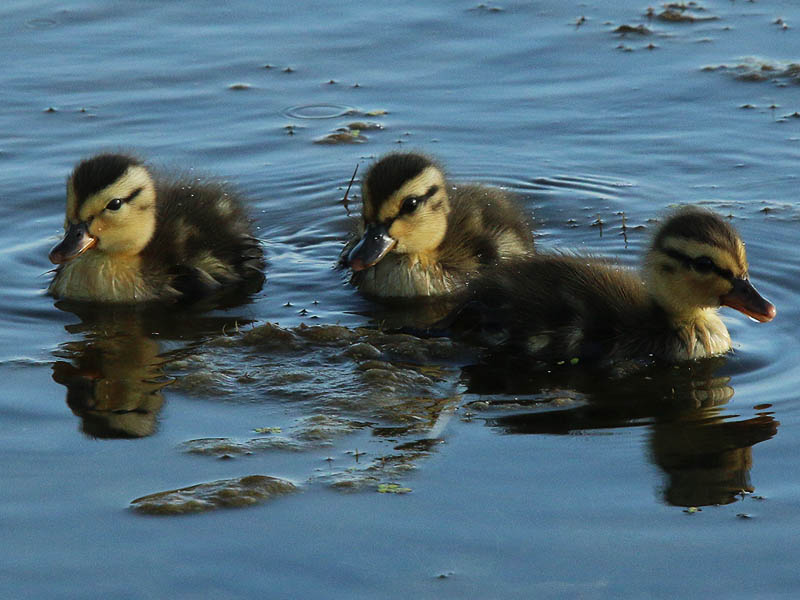 These three ducklings are all that remain of a brood that originally numbered near a dozen.