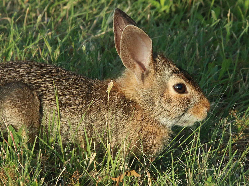 A juvenile cottontail feeding in the mowed grass.