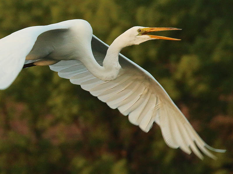 A Great Egret flyby.