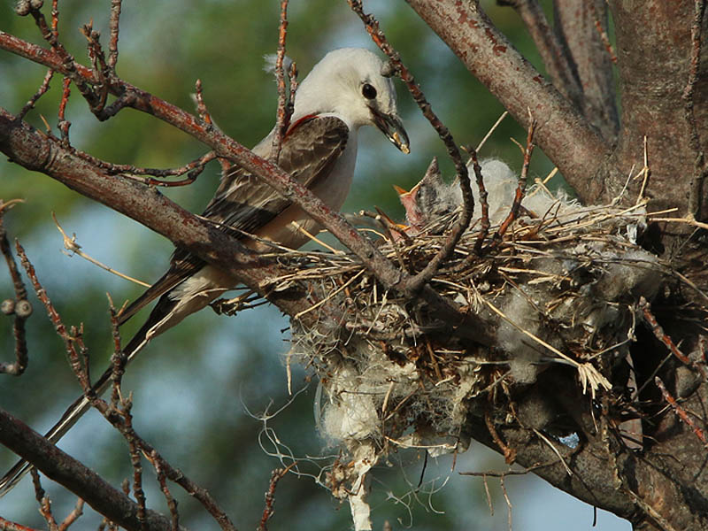A Scissor-tailed Flycatcher feeding her young.