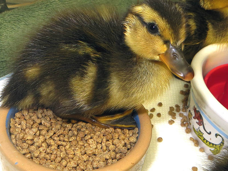 The baby Mallards are doing well!