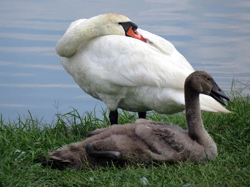 The cygnet is nearly as large as his mother now.
