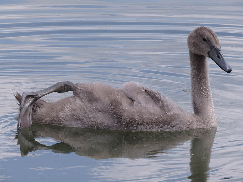 The cygnet holding his leg up out of the water.