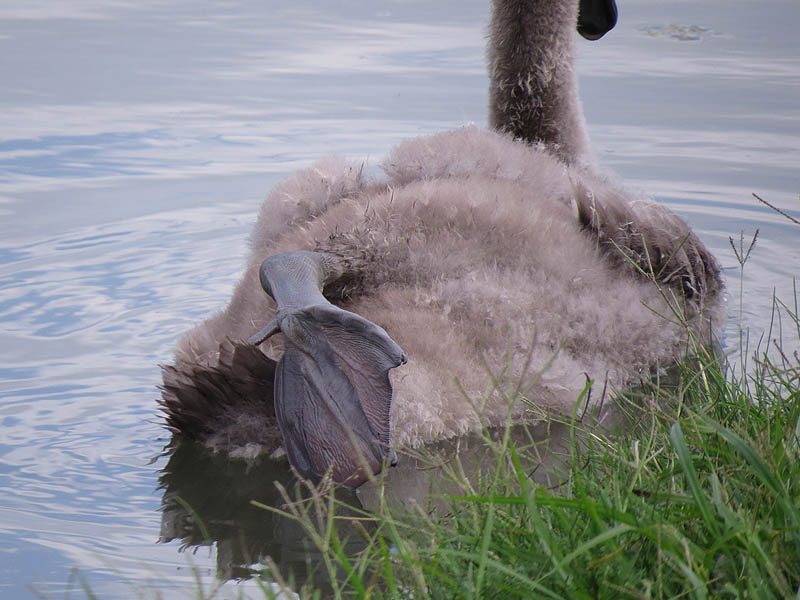...or maybe the cygnet is trying to keep his feet clear of the turtles.