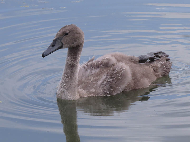 The cygnet was able to swim around quite well using only one foot.