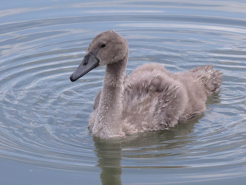 The Mute Swan cygnet at eight weeks of age.