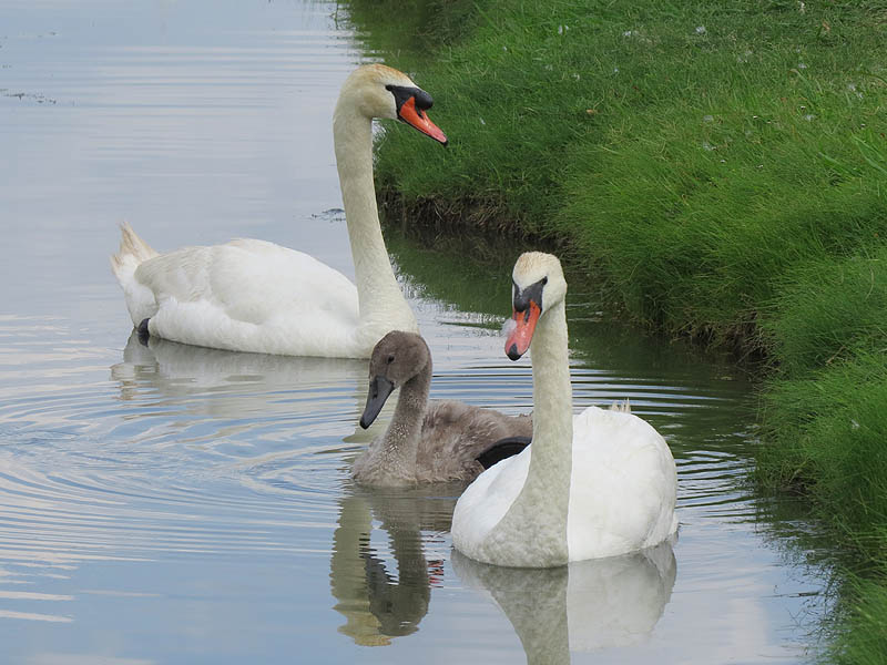 The Mute Swan family together.