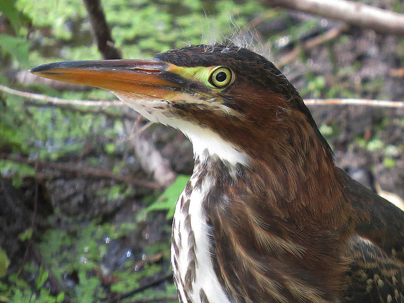 The juvenile herons were still very tolerate of observation—a trait they will lose as they grow older.