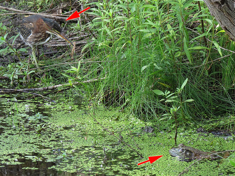 Compare the size of the bullfrog (bottom right) with the Green Heron (top left).