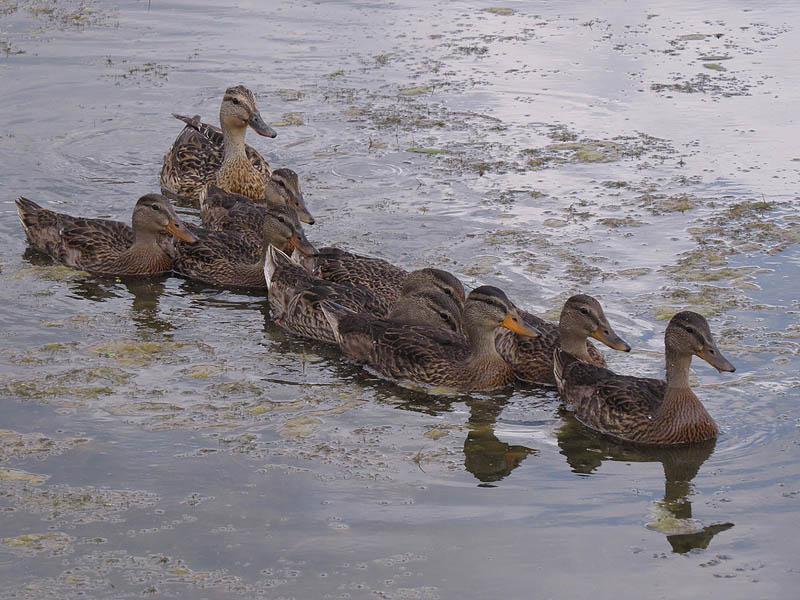 Young Mallards patrolling the pond.