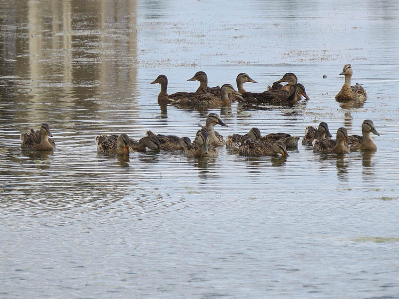 Many of the young ducks congregate together for added security.
