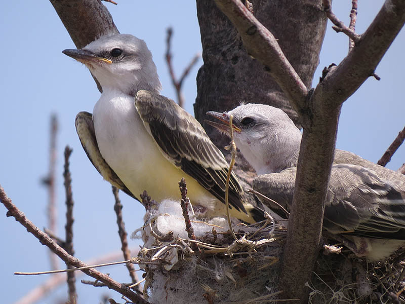 The young birds have come a long way in just one week.