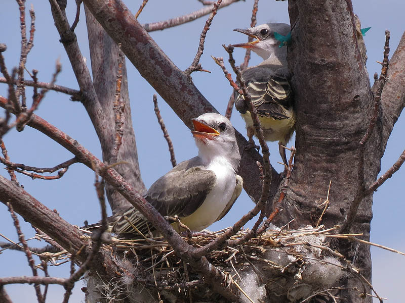 It was easy to tell when mom or dad was approaching the nest...  the babies would become very excited. 