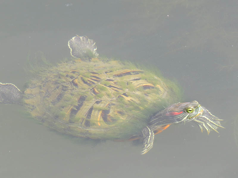 Note the algae growth on this turtle's shell.