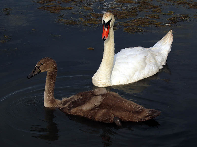 A nice size comparison between the cygnet and his mother.