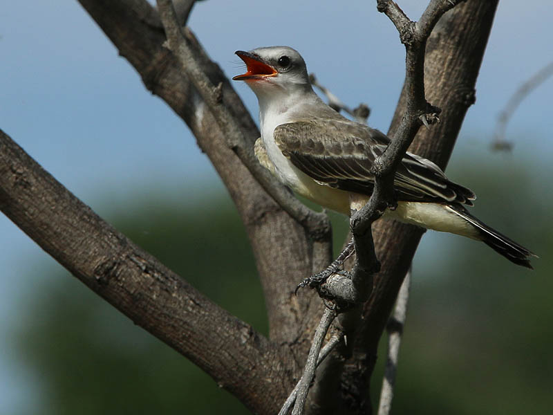 One of two fledgling Scissor-tailed Flycatchers.