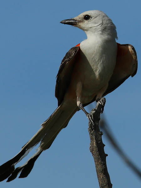 An adult Scissor-tailed Flycatcher.