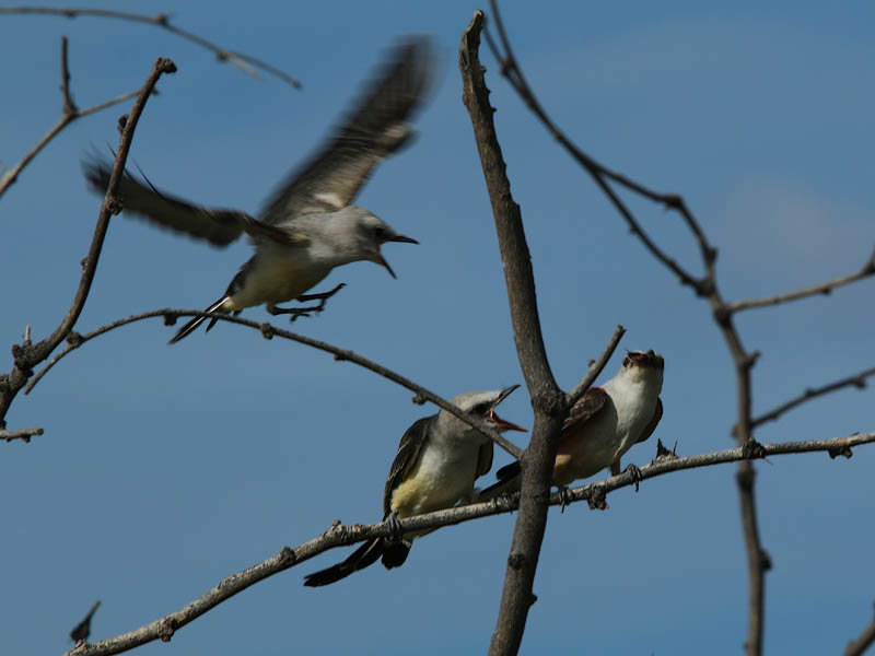 The young birds can fly from branch to branch now.