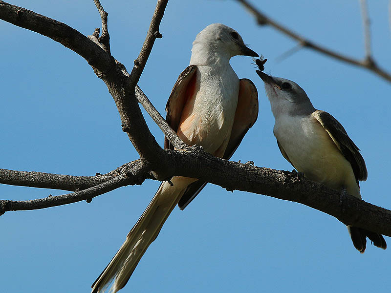 A perfect illustration of why these birds are called "flycatchers."