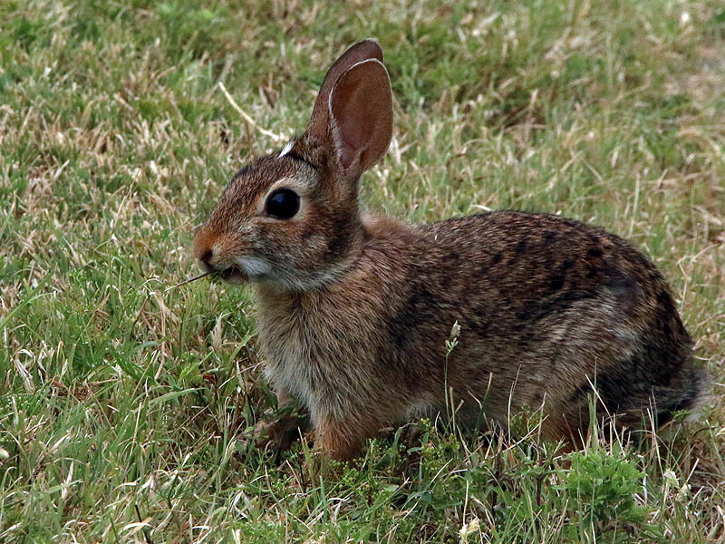 An Eastern Cottontail munching on some grass...