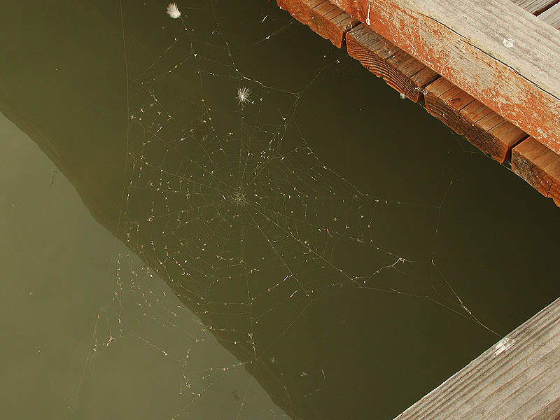 A perfectly horizontal spider web.