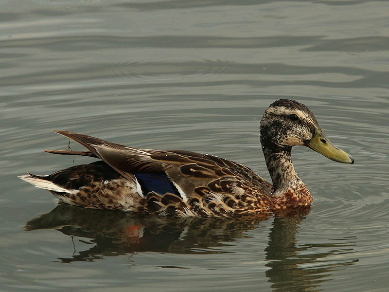 A male Mallard molting his breeding plumage.