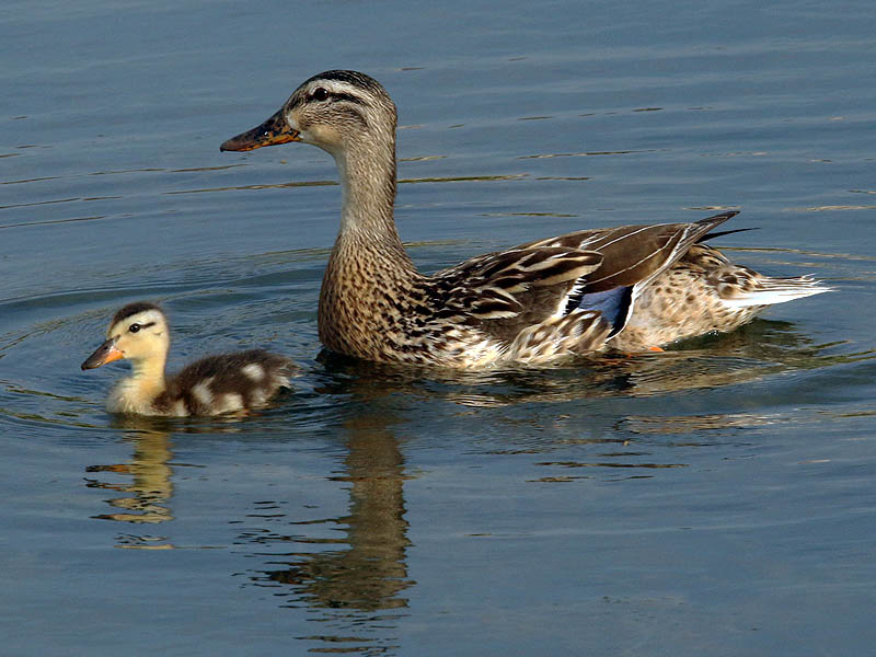 This mother Mallard is down to just one duckling.