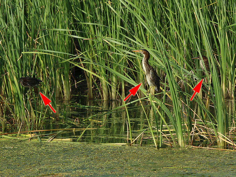 All three of the juvenile herons are present in this photograph.