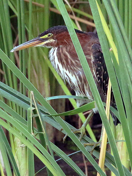 The young herons did their best to stay well concealed in the reeds.