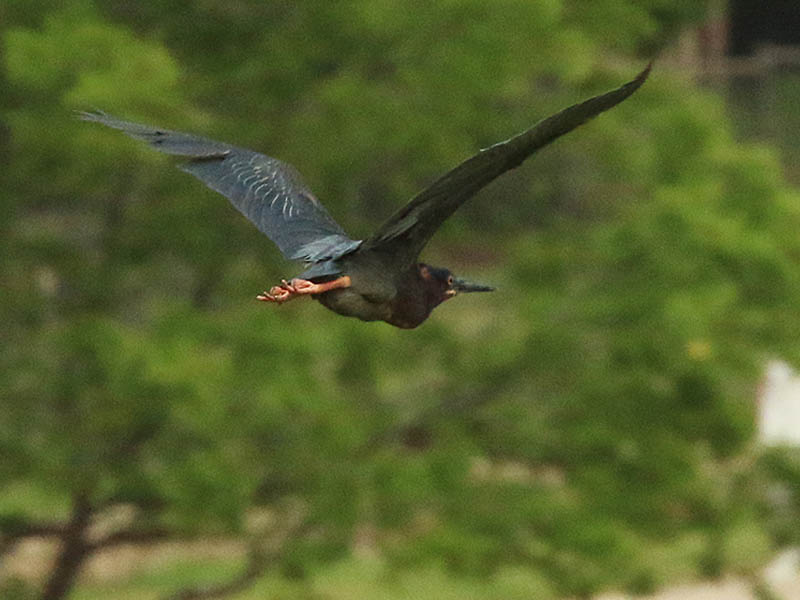 An adult Green Heron as indicated by its orange legs.