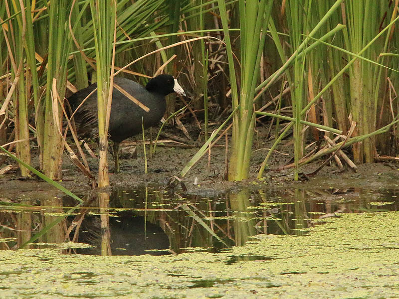 A lone American Coot foraging in the reed bed.